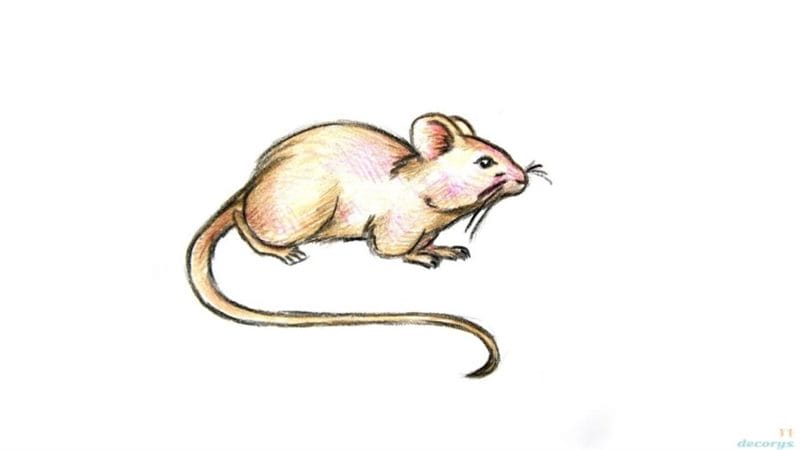 Рисунки мышки карандашом для детей (30 фото) #73