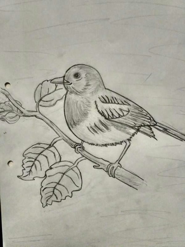 Рисунки птицы карандашом для детей (63 фото) #44