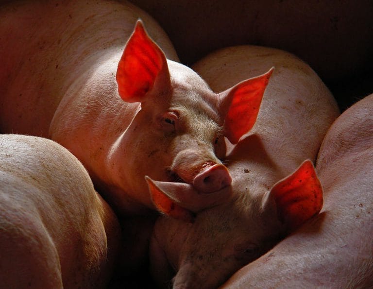 Смешные картинки про свиней (65 фото) #38