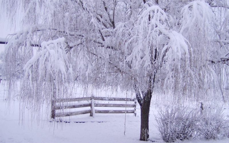 Картинки красивые фото зимы (35 фото) #74