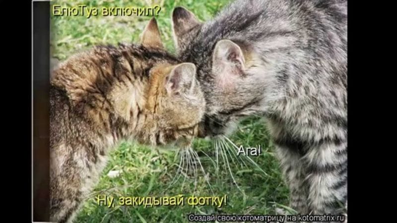 Смешные картинки про кошек с надписями (35 фото) #83