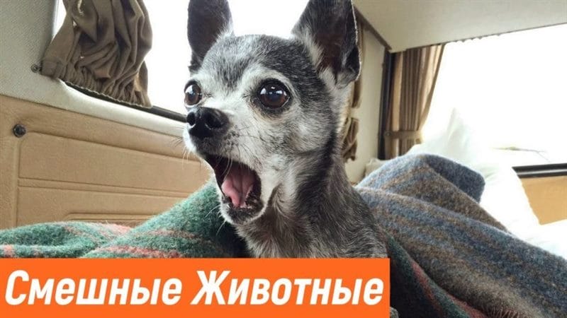 Смешные картинки с собаками с надписями (35 фото) #77