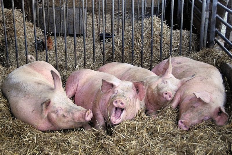 Смешные картинки про свиней (65 фото) #108