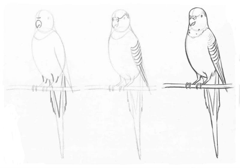 Рисунки для срисовки попугай (29 фото) #75