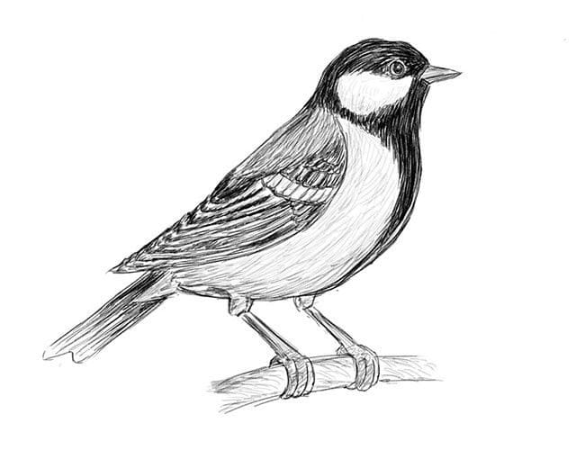 Рисунки птицы карандашом для детей (63 фото) #46