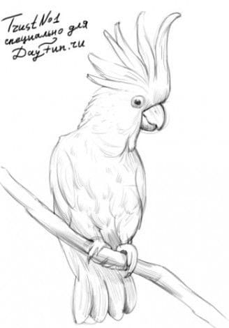 Рисунки для срисовки попугай (29 фото) #4
