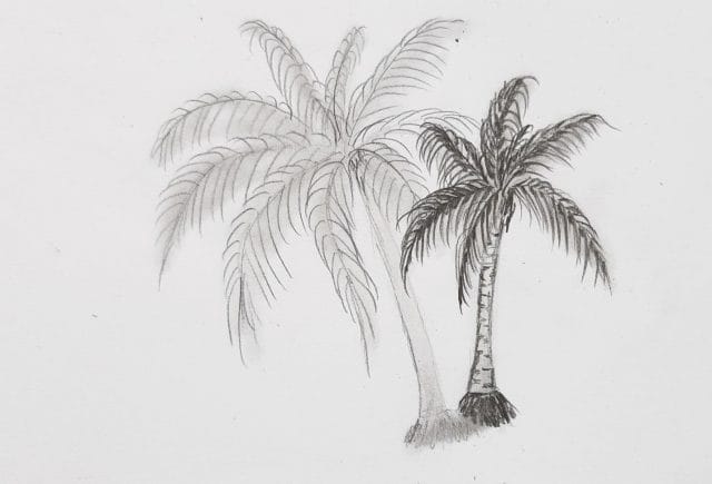 Рисунки карандашом пальма (30 фото) #4