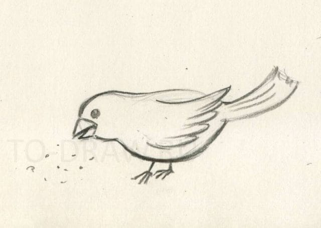 Рисунки птицы карандашом для детей (63 фото) #5