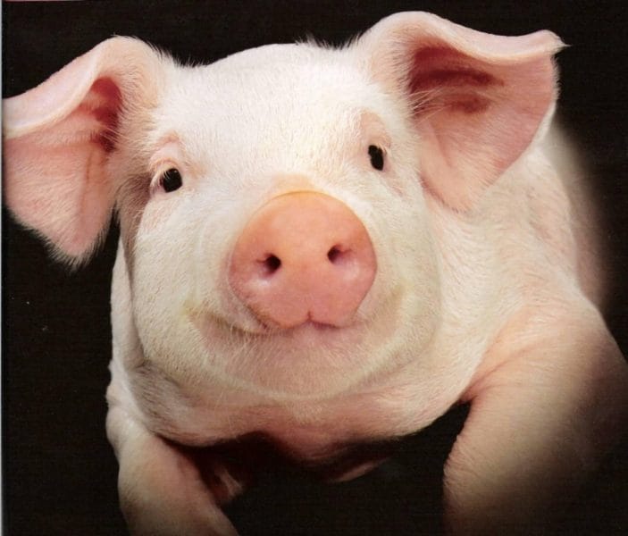 Смешные картинки про свиней (65 фото) #73