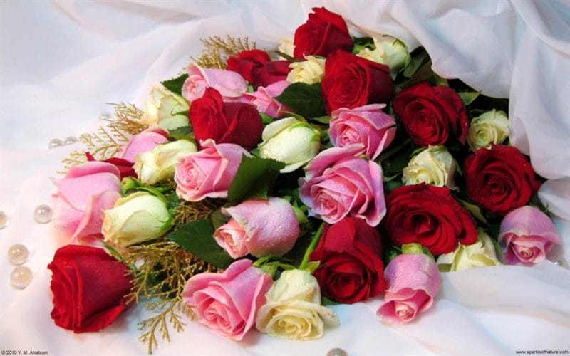 Самые красивые фото цветов и букетов роз (35 фото) #78