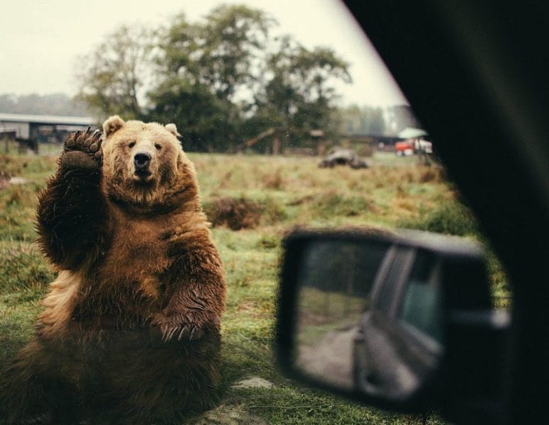 Смешные картинки с медведями (95 фото) #106