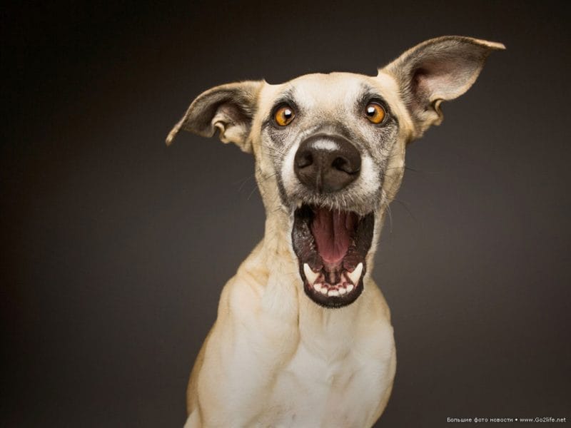 Смешные картинки с собаками с надписями (35 фото) #79