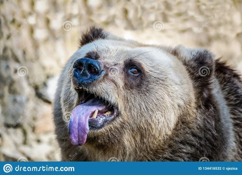 Смешные картинки с медведями (95 фото) #142