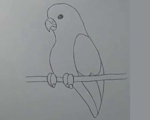 Рисунки для срисовки попугай (29 фото) #9