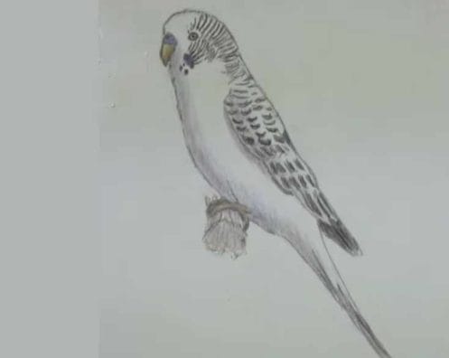 Рисунки для срисовки попугай (29 фото) #24