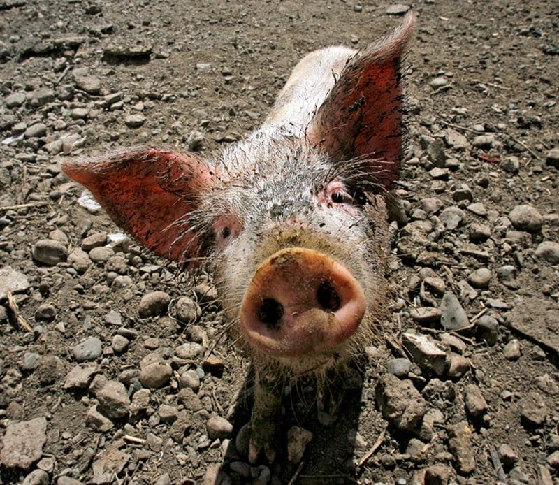 Смешные картинки про свиней (65 фото) #47