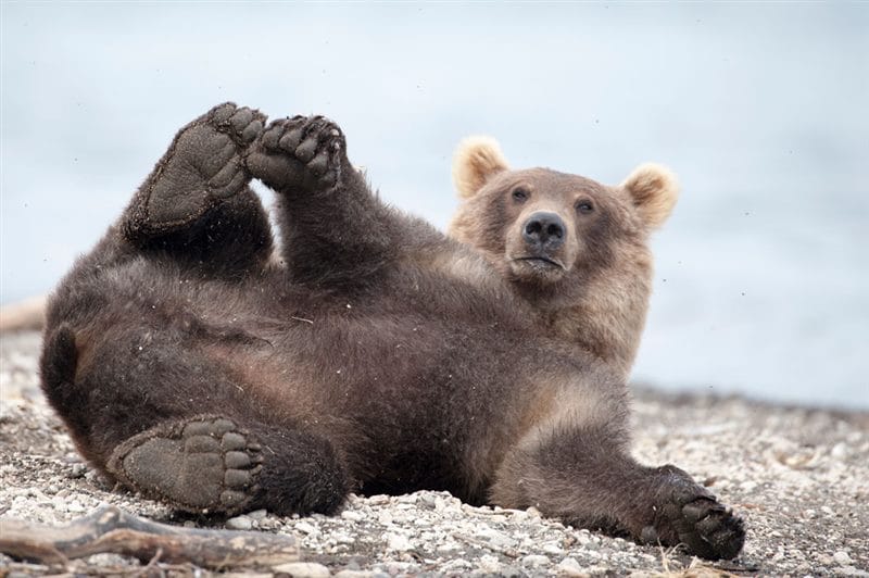 Смешные картинки с медведями (95 фото) #44