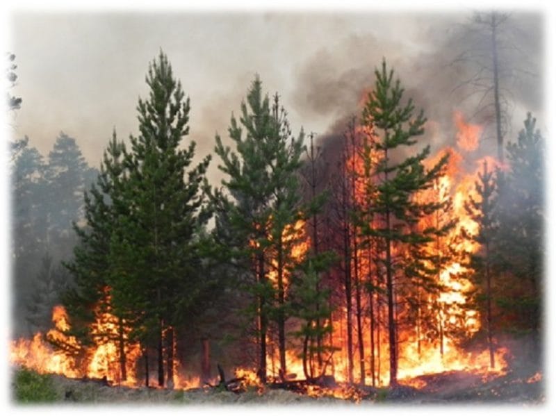 Картинки «Берегите лес от пожара!» (29 фото) #31