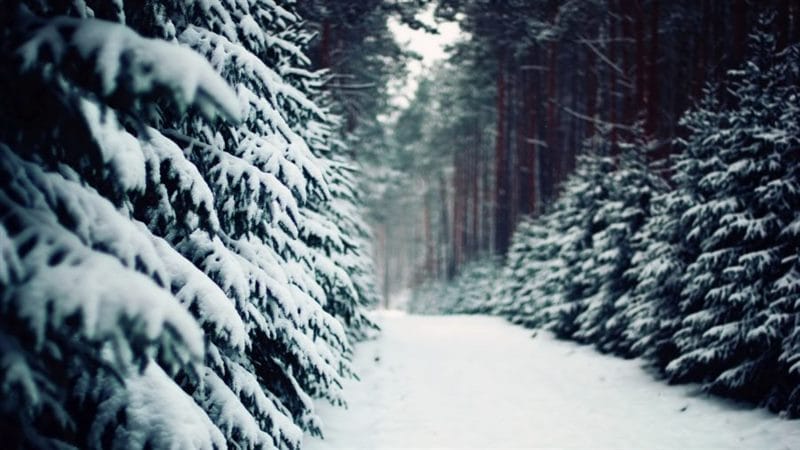Картинки красивые фото зимы (35 фото) #78