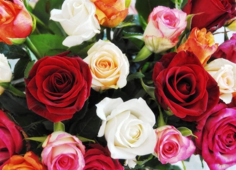 Самые красивые фото цветов и букетов роз (35 фото) #42