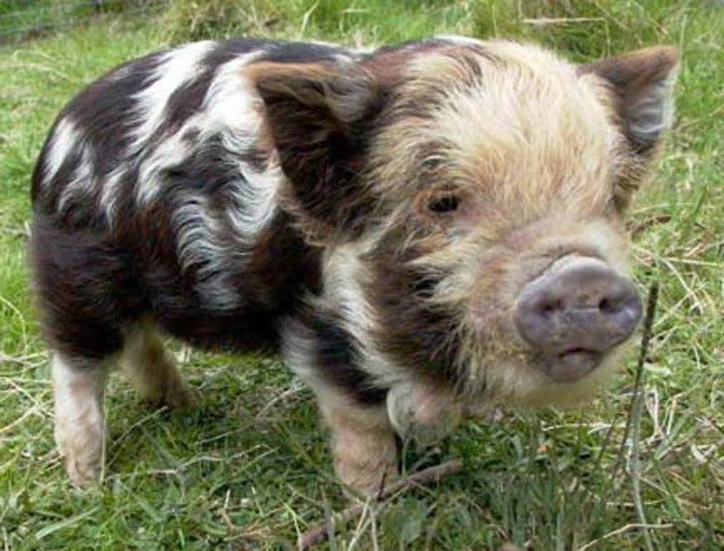 Смешные картинки про свиней (65 фото) #48