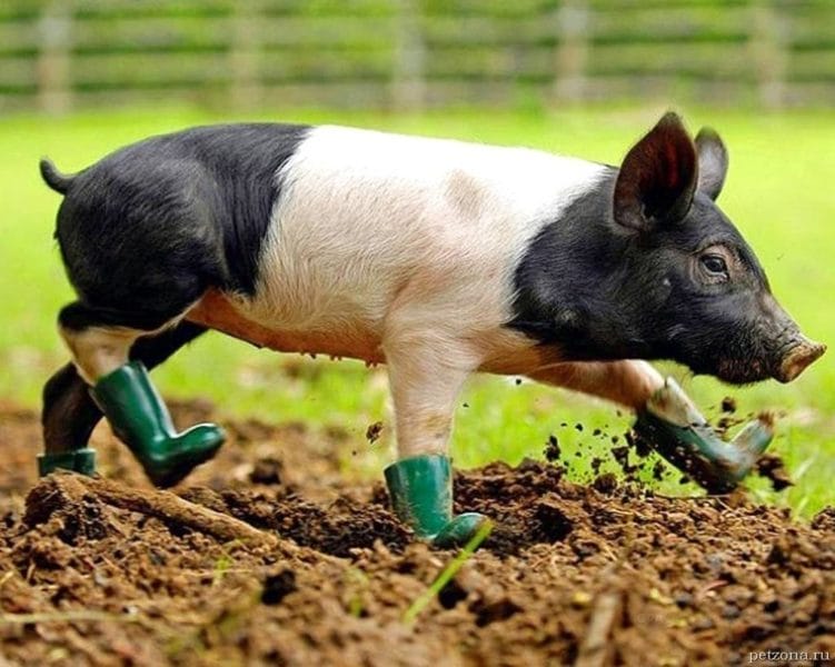Смешные картинки про свиней (65 фото) #112