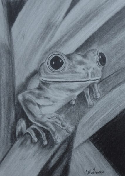 Рисунки лягушки для срисовки (40 фото) #72