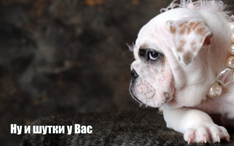 Смешные картинки с собаками с надписями (35 фото) #82
