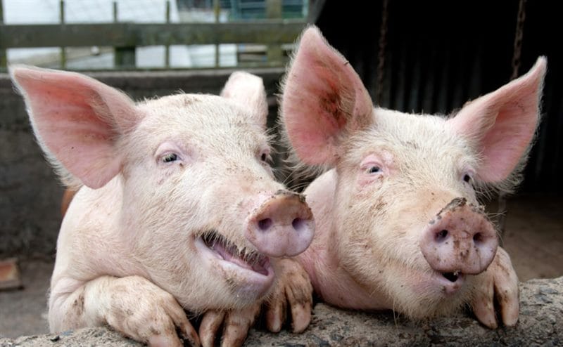 Смешные картинки про свиней (65 фото) #50