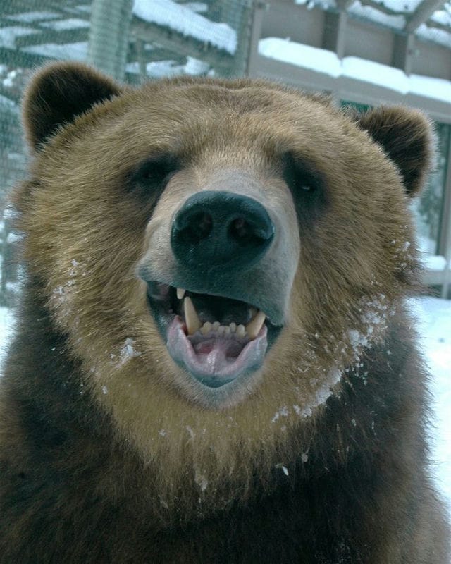 Смешные картинки с медведями (95 фото) #46