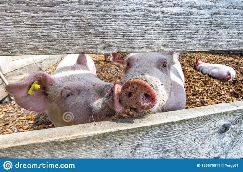 Смешные картинки про свиней (65 фото) #63