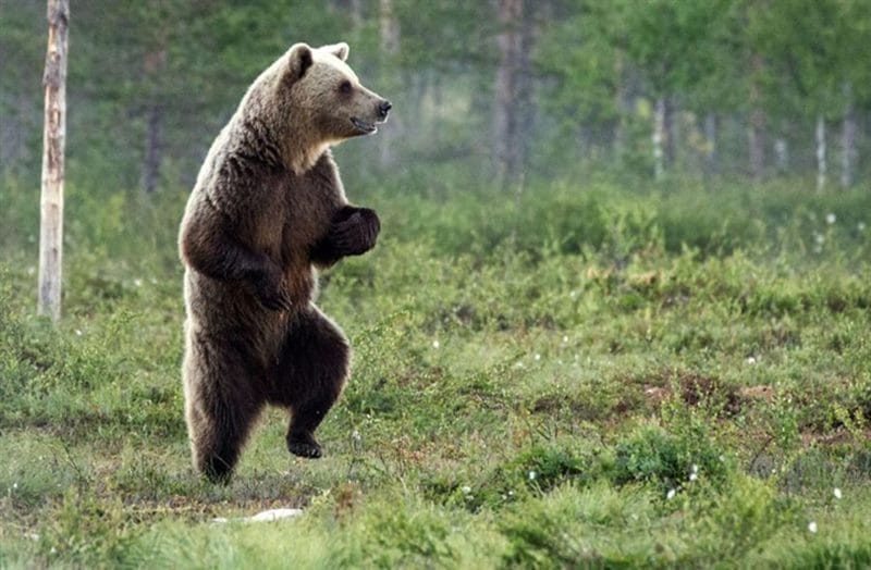 Смешные картинки с медведями (95 фото) #96