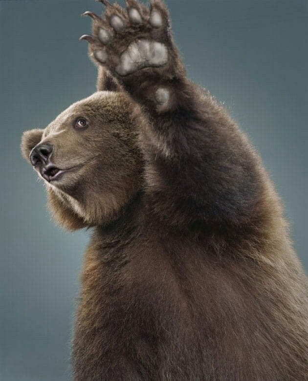 Смешные картинки с медведями (95 фото) #47