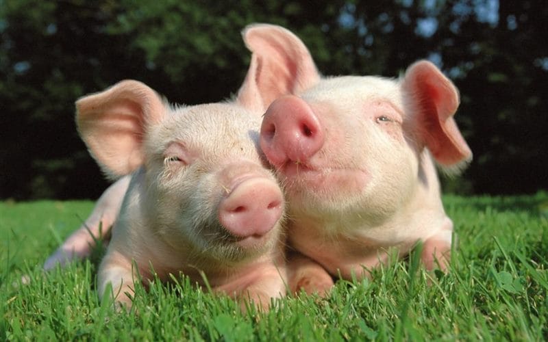 Смешные картинки про свиней (65 фото) #64