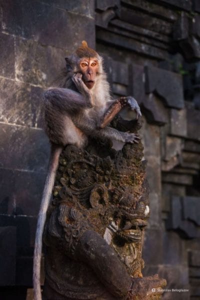 Смешные картинки обезьян (14 фото) #17