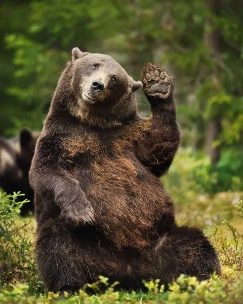 Смешные картинки с медведями (95 фото) #97