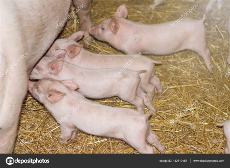 Смешные картинки про свиней (65 фото) #65
