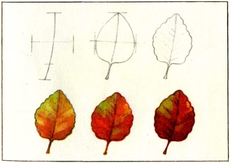 Рисунок карандашом дубовый лист (17 фото) #19
