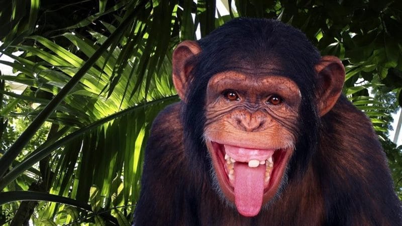 Смешные картинки обезьян (14 фото) #18