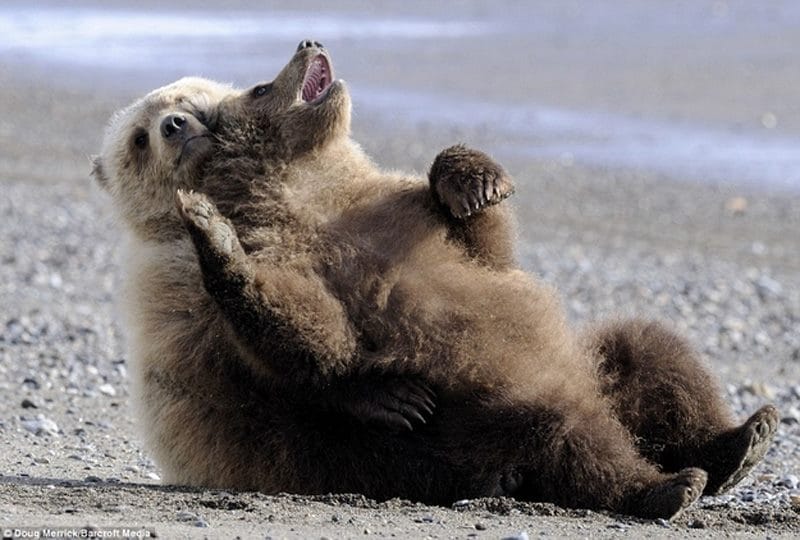 Смешные картинки с медведями (95 фото) #49