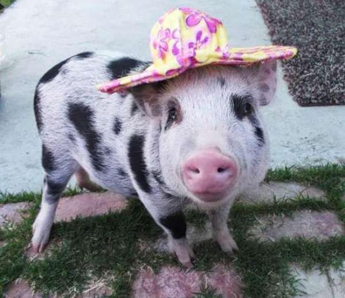 Смешные картинки про свиней (65 фото) #55