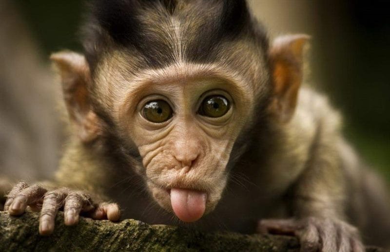 Смешные картинки обезьян (14 фото) #20