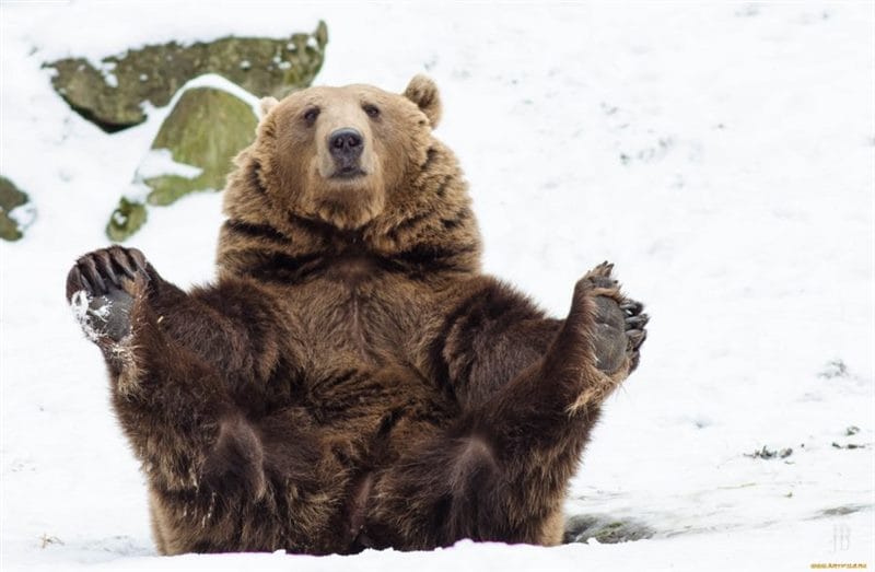 Смешные картинки с медведями (95 фото) #100