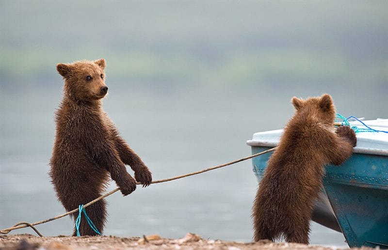 Смешные картинки с медведями (95 фото) #51