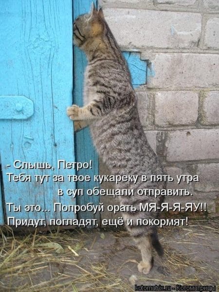 Смешные картинки про кошек с надписями (35 фото) #47