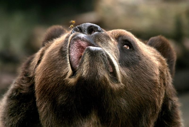 Смешные картинки с медведями (95 фото) #101