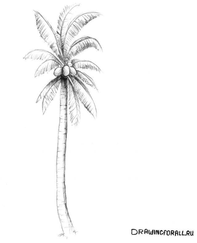 Рисунки карандашом пальма (30 фото) #5