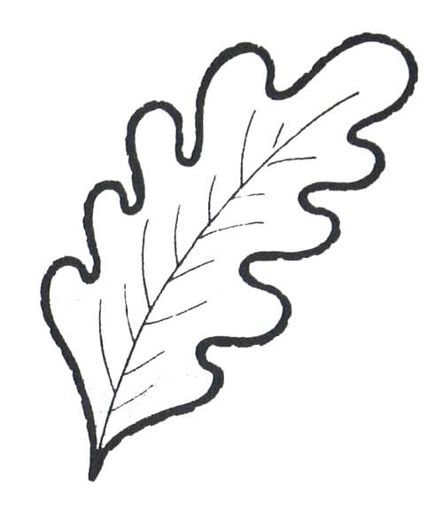 Рисунок карандашом дубовый лист (17 фото) #6