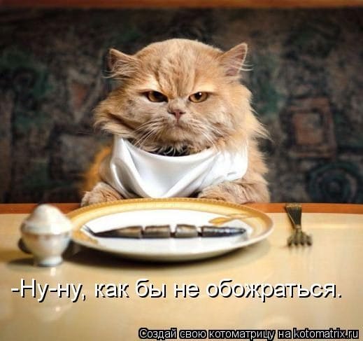 Смешные картинки про кошек с надписями (35 фото) #8