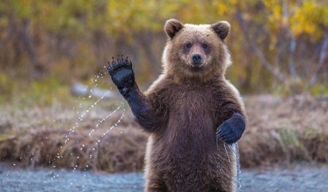 Смешные картинки с медведями (95 фото) #5